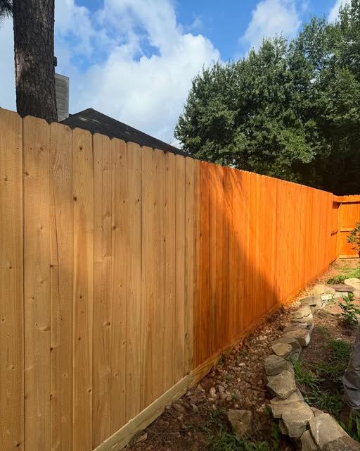 Cedar privacy fence half stained, showing the raw wood beside the sealed finish